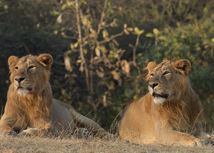Gir Wildlife Tour